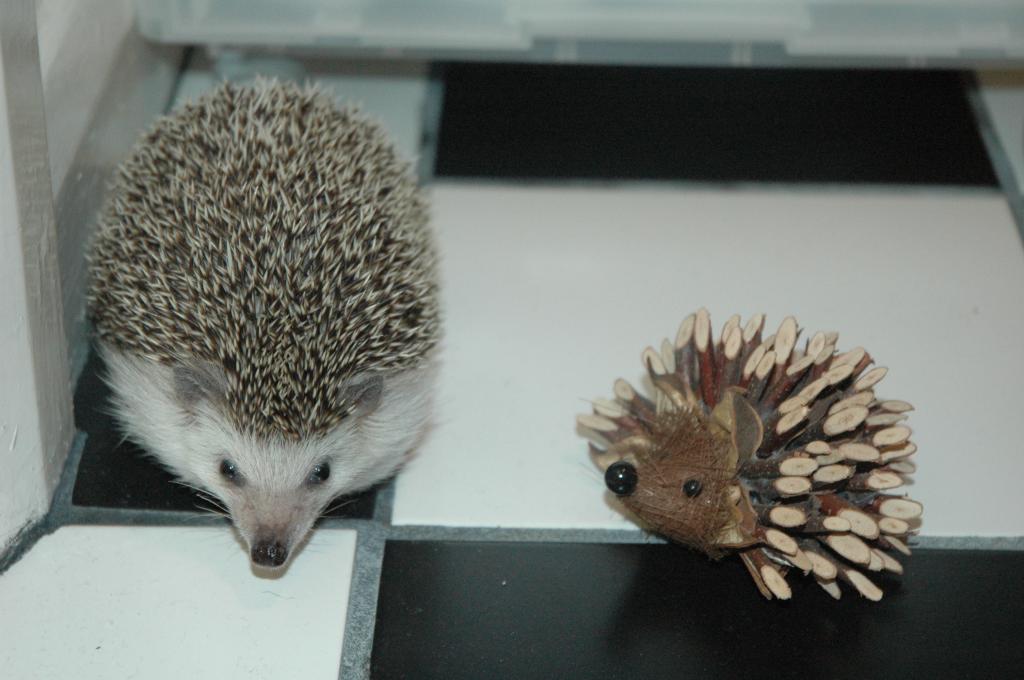[Photo of Huff the Hedgepig]