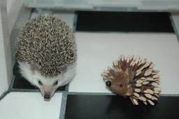 [Photo of Huff the Hedgepig]