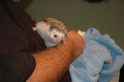 [Photo of Huff the Hedgepig]