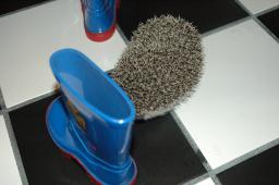 [Photo of Huff the Hedgepig]