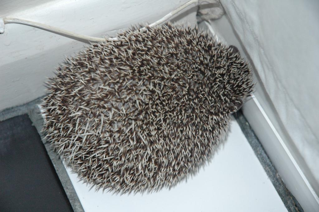 [Photo of Huff the Hedgepig]