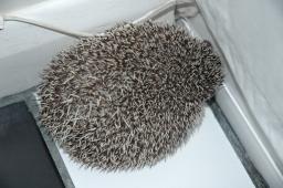 [Photo of Huff the Hedgepig]
