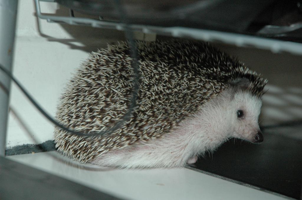 [Photo of Huff the Hedgepig]