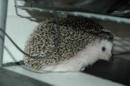 [Photo of Huff the Hedgepig]