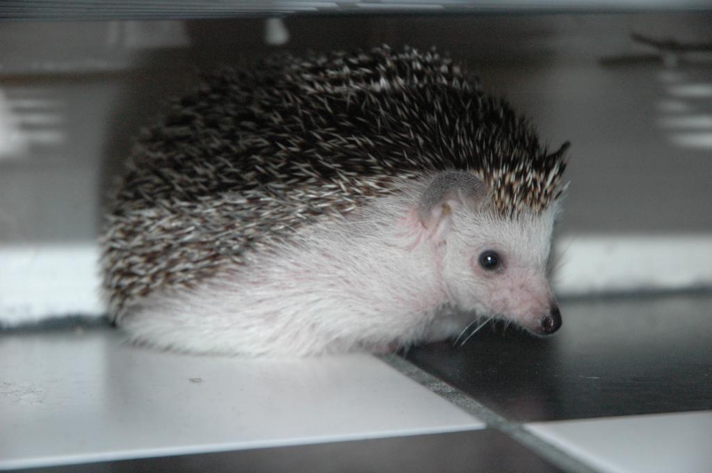 [Photo of Huff the Hedgepig]