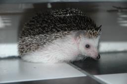 [Photo of Huff the Hedgepig]