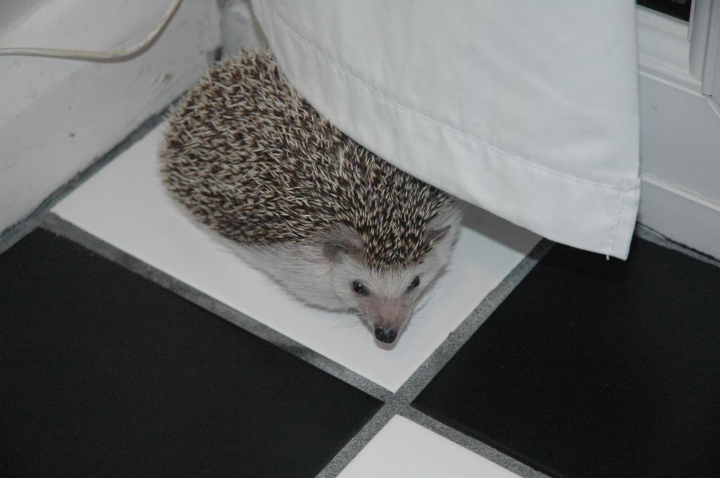 [Photo of Huff the Hedgepig]
