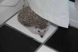 [Photo of Huff the Hedgepig]