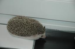 [Photo of Huff the Hedgepig]