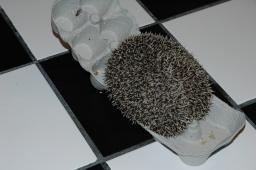 [Photo of Huff the Hedgepig]
