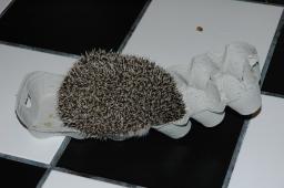[Photo of Huff the Hedgepig]