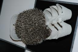 [Photo of Huff the Hedgepig]