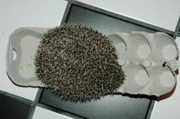 [Photo of Huff the Hedgepig]