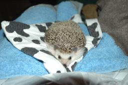 [Photo of Huff the Hedgepig]