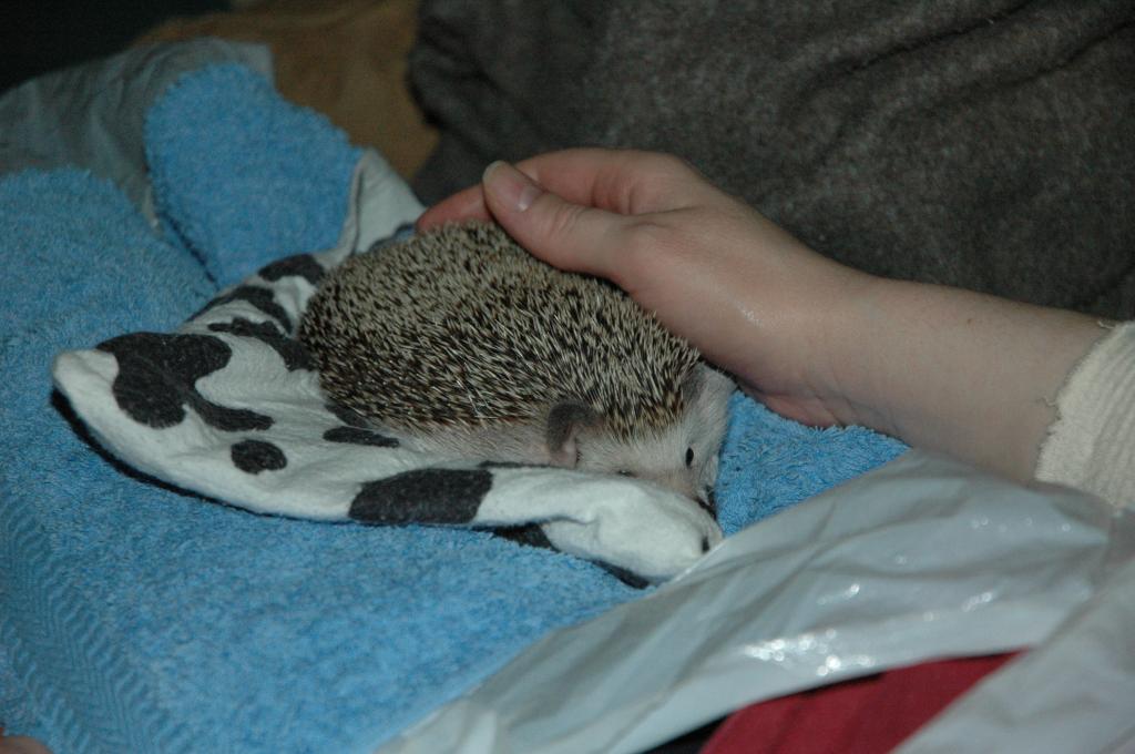 [Photo of Huff the Hedgepig]