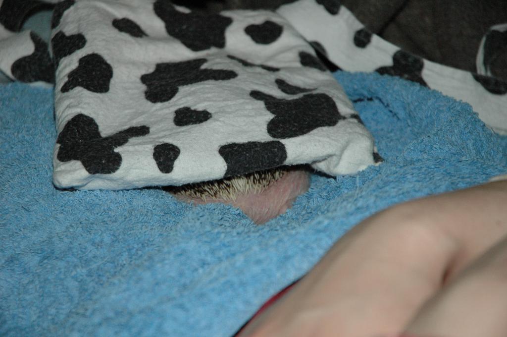 [Photo of Huff the Hedgepig]
