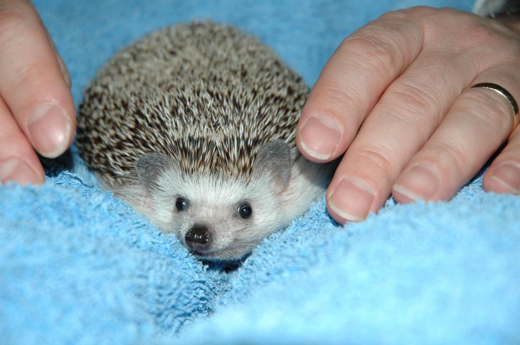 [Photo of Huff the Hedgepig]