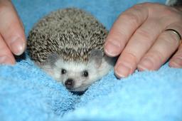 [Photo of Huff the Hedgepig]