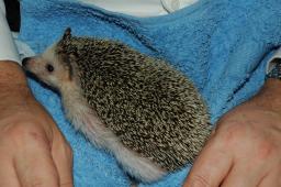 [Photo of Huff the Hedgepig]