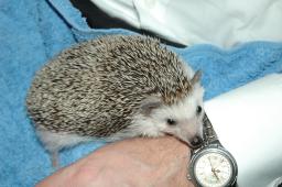 [Photo of Huff the Hedgepig]