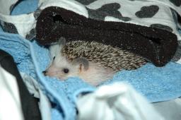 [Photo of Huff the Hedgepig]