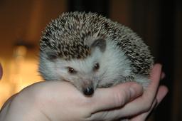 [Photo of Huff the Hedgepig]