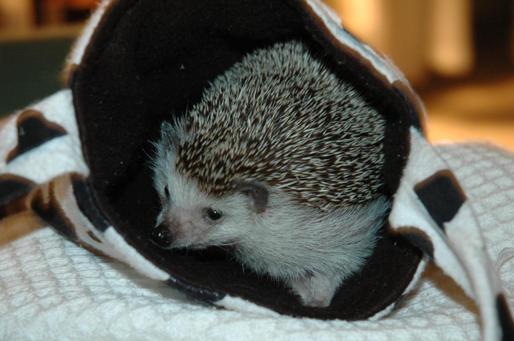 [Photo of Huff the Hedgepig]
