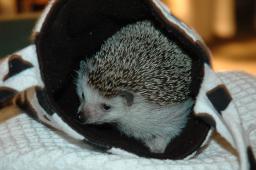 [Photo of Huff the Hedgepig]