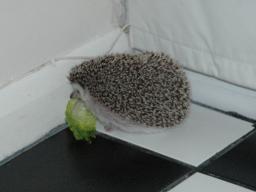 [Photo of Huff the Hedgepig]