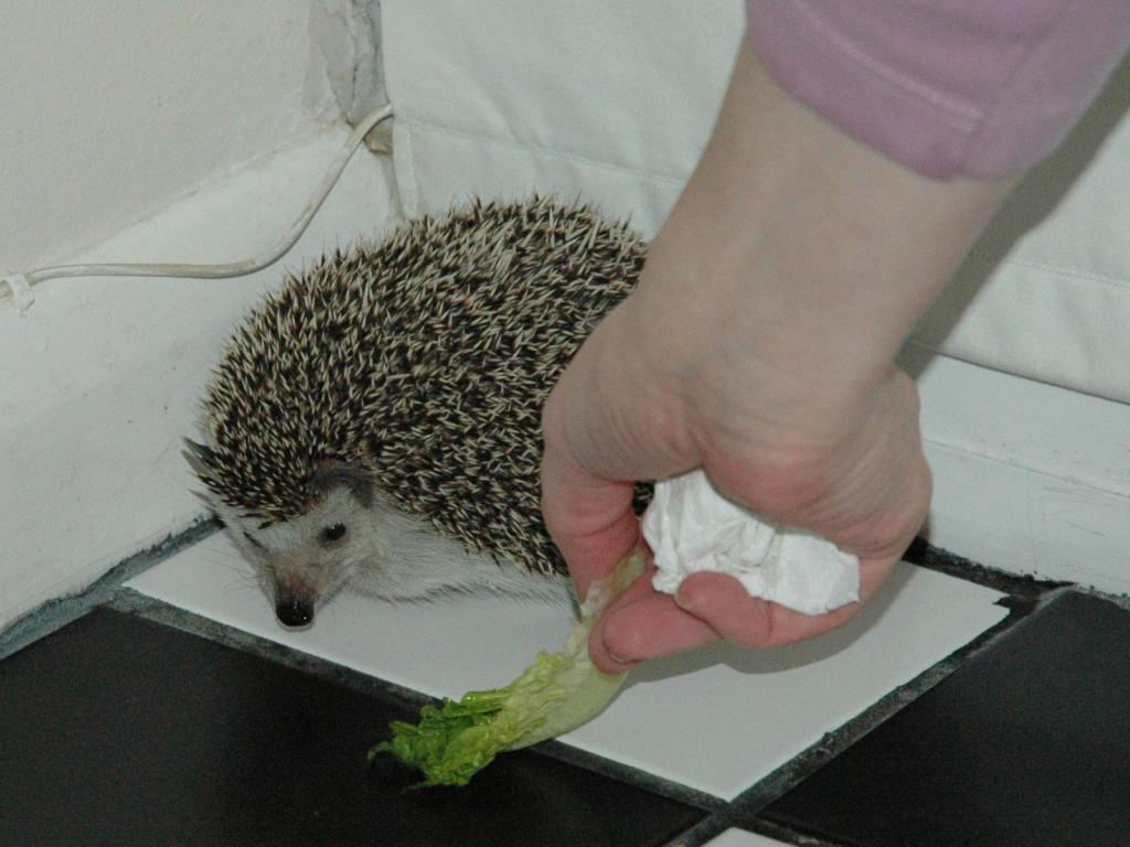 [Photo of Huff the Hedgepig]
