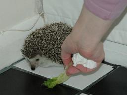 [Photo of Huff the Hedgepig]
