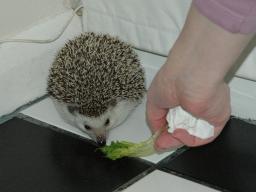 [Photo of Huff the Hedgepig]