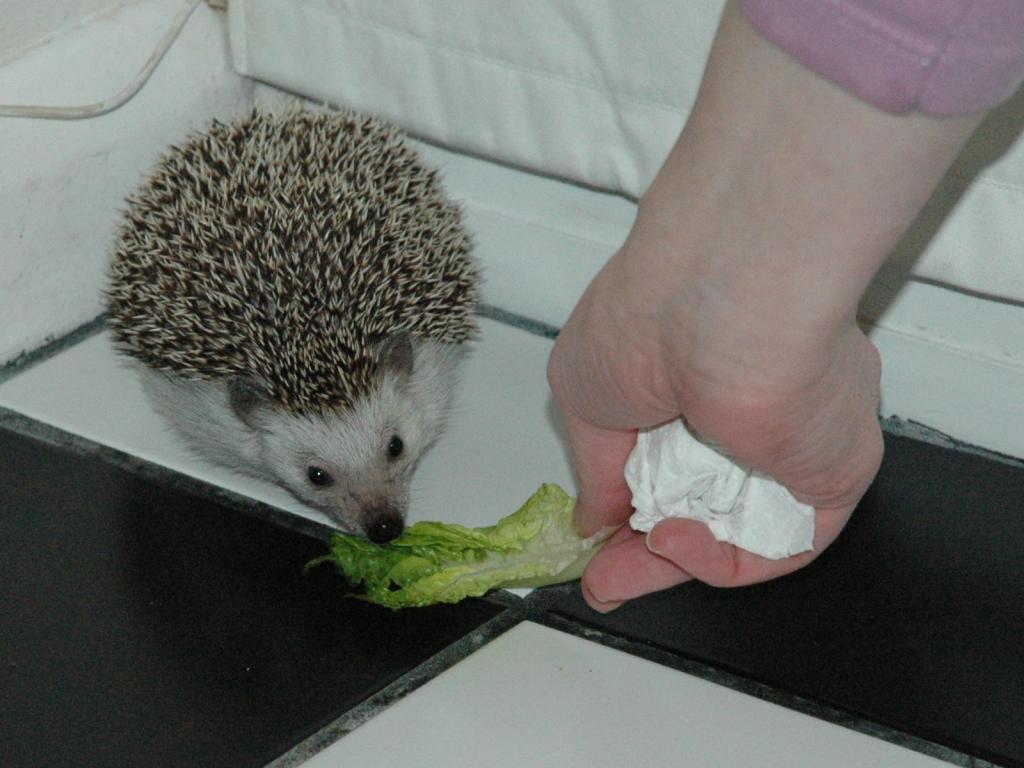 [Photo of Huff the Hedgepig]