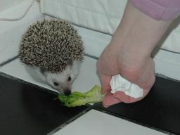 [Photo of Huff the Hedgepig]