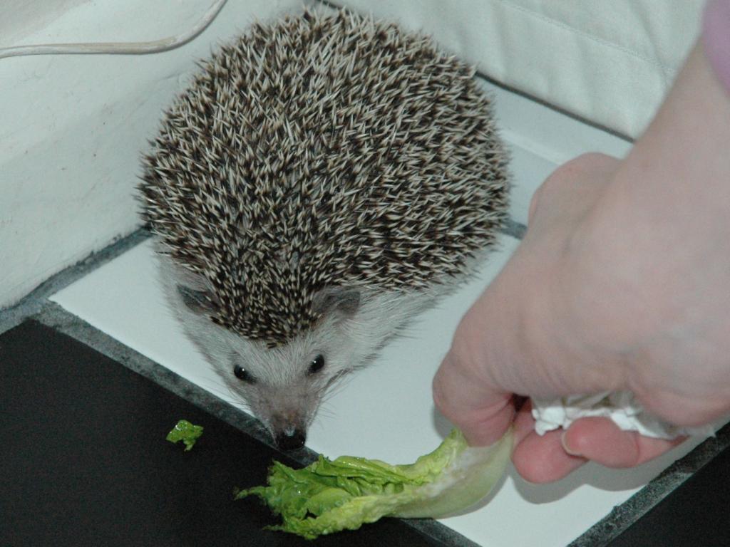 [Photo of Huff the Hedgepig]