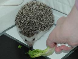 [Photo of Huff the Hedgepig]