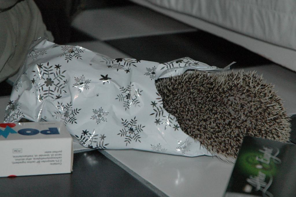 [Photo of Huff the Hedgepig]