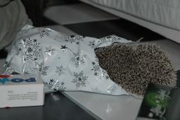 [Photo of Huff the Hedgepig]