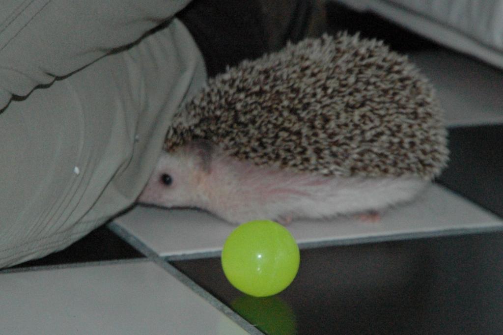 [Photo of Huff the Hedgepig]