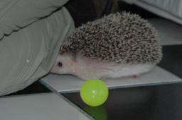 [Photo of Huff the Hedgepig]