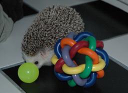 [Photo of Huff the Hedgepig]