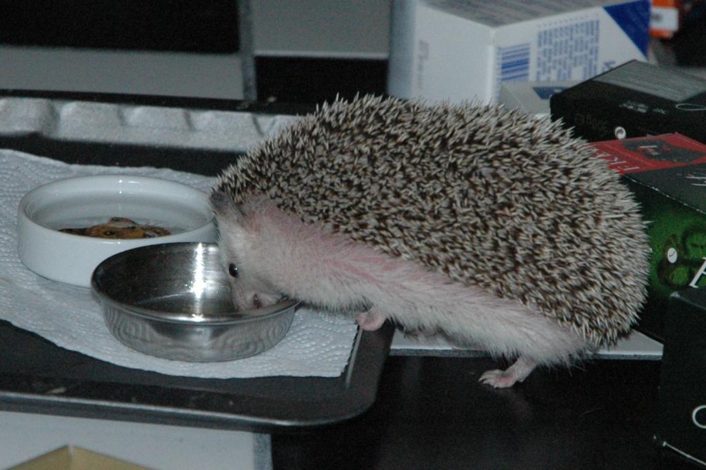 [Photo of Huff the Hedgepig]