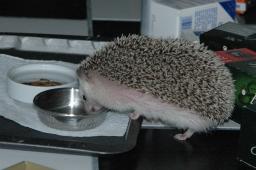 [Photo of Huff the Hedgepig]