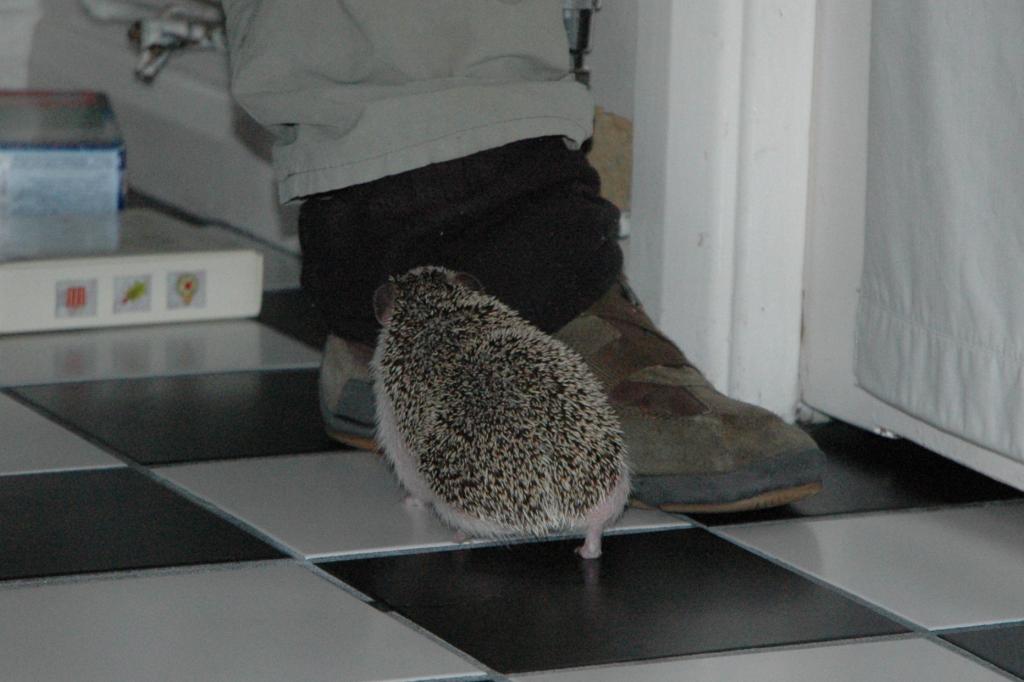 [Photo of Huff the Hedgepig]