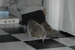 [Photo of Huff the Hedgepig]