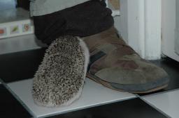 [Photo of Huff the Hedgepig]