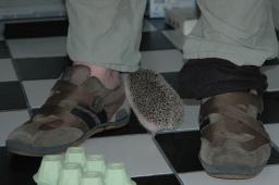 [Photo of Huff the Hedgepig]