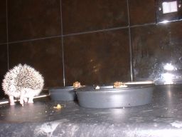 [Photo of a very young Huff the Hedgepig]