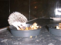 [Photo of a very young Huff the Hedgepig]