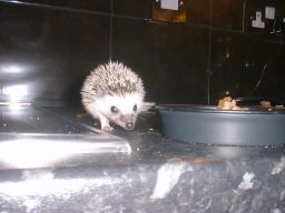 [Photo of a very young Huff the Hedgepig]